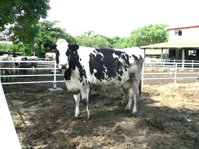 淡路島牧場の牛